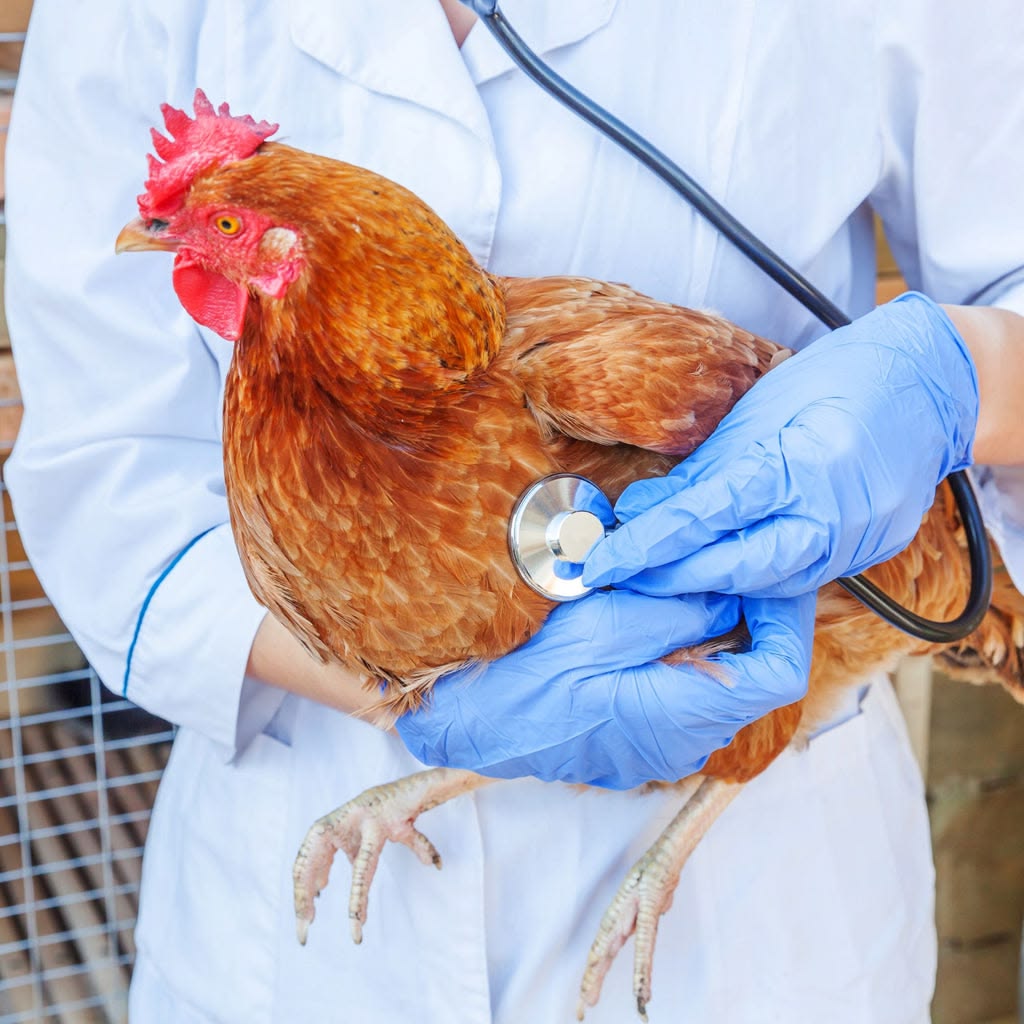Veterinarian examining a chicken