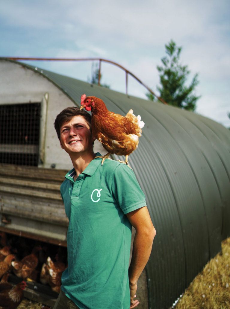 Veterinarian caring for livestock