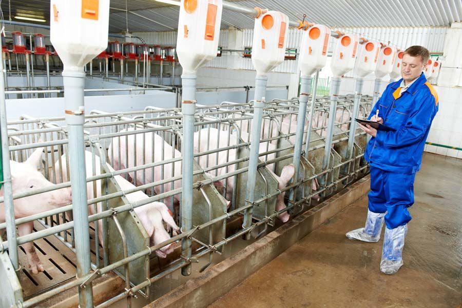 Livestock alongside raw material and quality testing checks