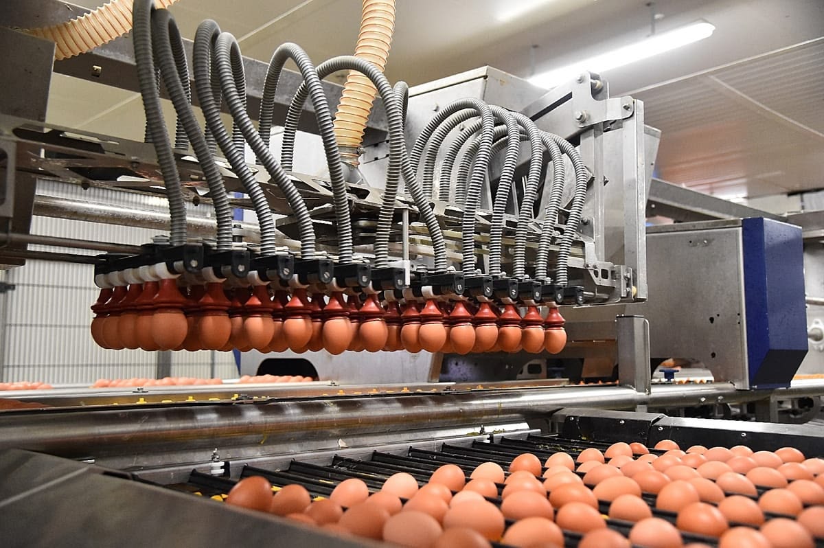 Automated feeding equipment in a poultry farm